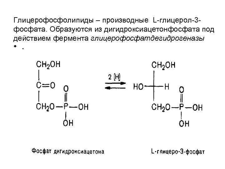 Глицерофосфолипиды – производные L-глицерол-3 - фосфата. Образуются из дигидроксиацетонфосфата под действием фермента глицерофосфатдегидрогеназы • Глицерофосфолипиды – производные L-глицерол-3 - фосфата. Образуются из дигидроксиацетонфосфата под действием фермента глицерофосфатдегидрогеназы •