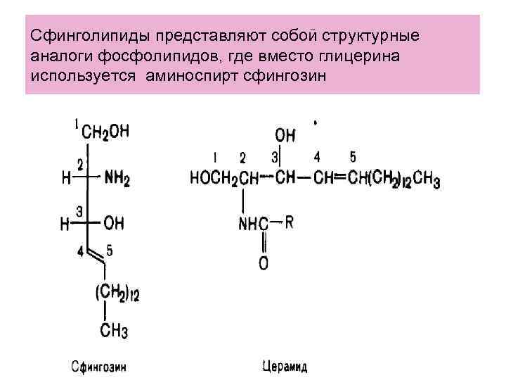 Сфинголипиды представляют собой структурные аналоги фосфолипидов, где вместо глицерина используется аминоспирт сфингозин Сфинголипиды представляют собой структурные аналоги фосфолипидов, где вместо глицерина используется аминоспирт сфингозин