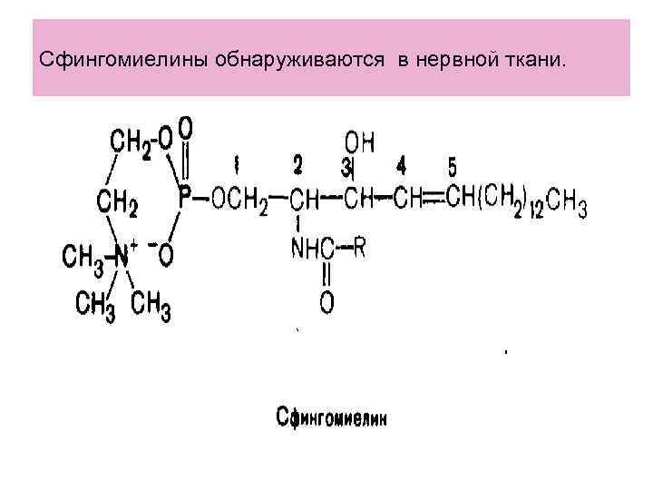 Сфингомиелины обнаруживаются в нервной ткани. Сфингомиелины обнаруживаются в нервной ткани.