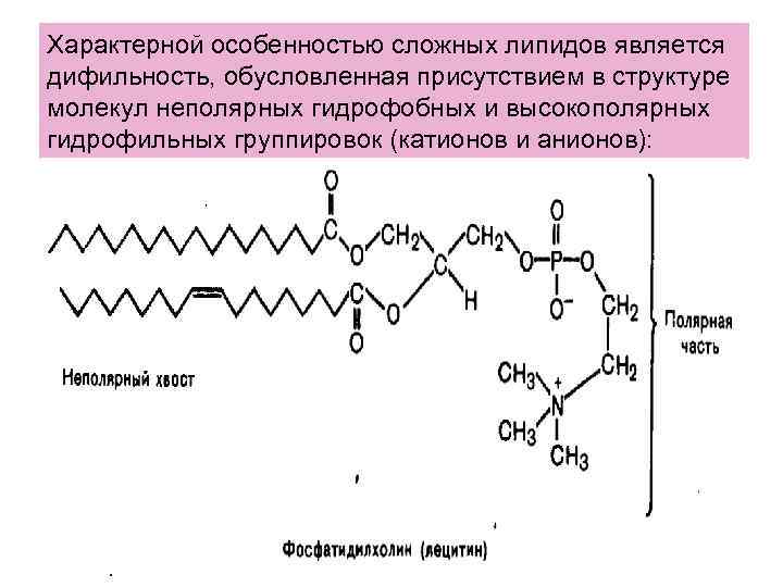 Характерной особенностью сложных липидов является дифильность, обусловленная присутствием в структуре молекул неполярных гидрофобных и Характерной особенностью сложных липидов является дифильность, обусловленная присутствием в структуре молекул неполярных гидрофобных и