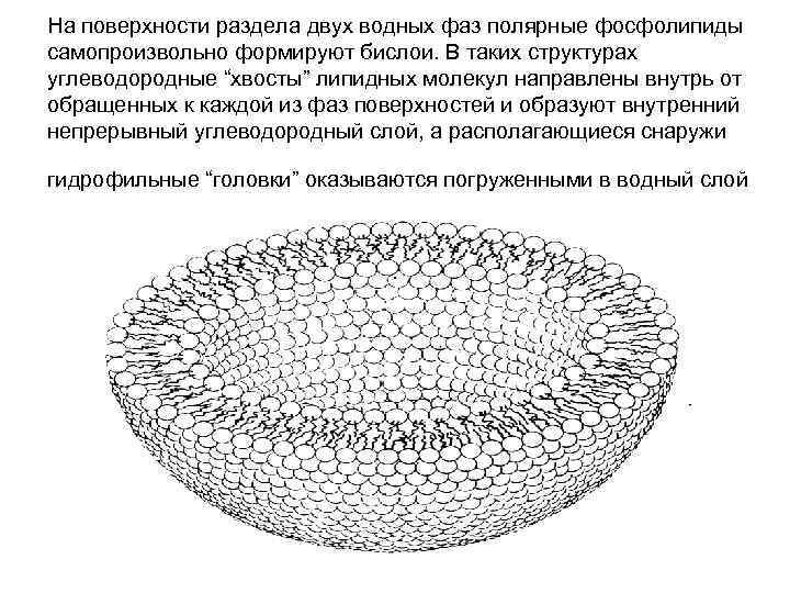 На поверхности раздела двух водных фаз полярные фосфолипиды самопроизвольно формируют бислои. В таких структурах На поверхности раздела двух водных фаз полярные фосфолипиды самопроизвольно формируют бислои. В таких структурах