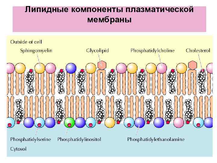 Липидные компоненты плазматической мембраны Липидные компоненты плазматической мембраны