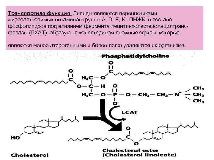 Транспортная функция. Липиды являются переносчиками жирорастворимых витаминов группы А, D, Е, К. ПНЖК в Транспортная функция. Липиды являются переносчиками жирорастворимых витаминов группы А, D, Е, К. ПНЖК в