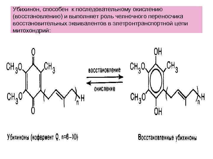 Убихинон, способен к последовательному окислению (восстановлению) и выполняет роль челночного переносчика восстановительных эквивалентов в Убихинон, способен к последовательному окислению (восстановлению) и выполняет роль челночного переносчика восстановительных эквивалентов в