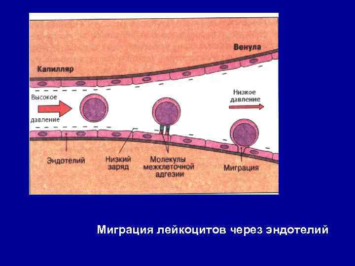 Миграция лейкоцитов через эндотелий 
