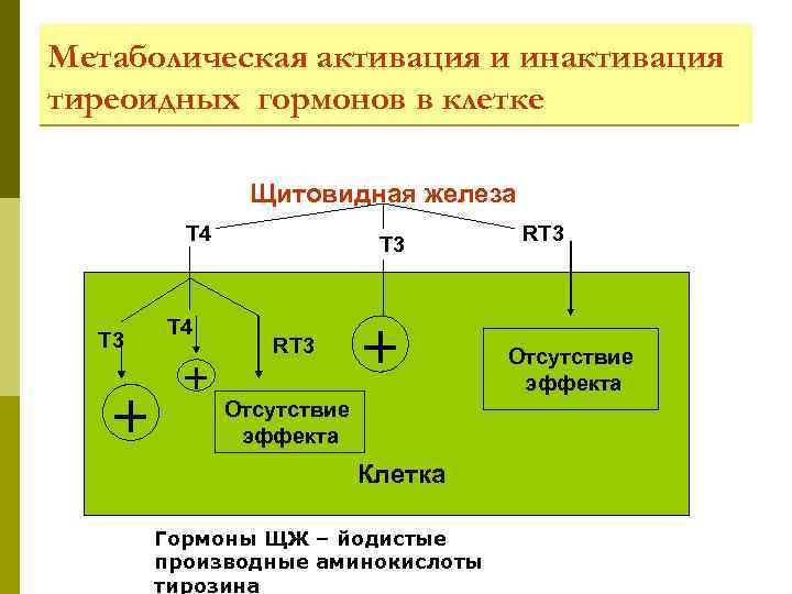Метаболическая активация и инактивация тиреоидных гормонов в клетке   Щитовидная железа  
