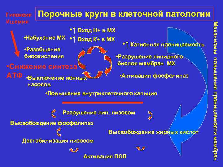 Гипоксия  Порочные круги в клеточной патологии Ишемия      