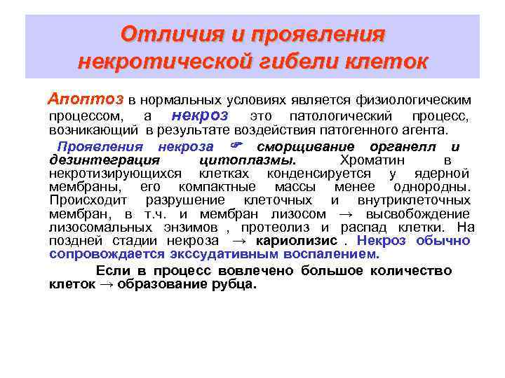  Отличия и проявления  некротической гибели клеток Апоптоз в нормальных условиях является физиологическим