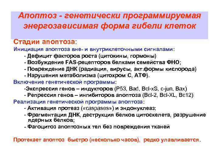  Апоптоз - генетически программируемая  энергозависимая форма гибели клеток Стадии апоптоза: Инициация апоптоза