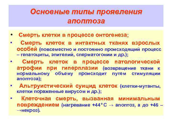    Основные типы проявления   апоптоза • Смерть клетки в процессе