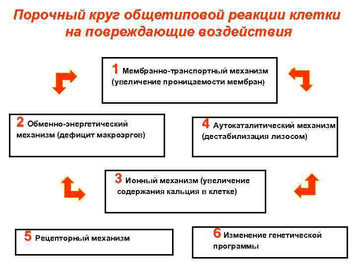 Порочный круг общетиповой реакции клетки  на повреждающие воздействия    1 Мембранно-транспортный