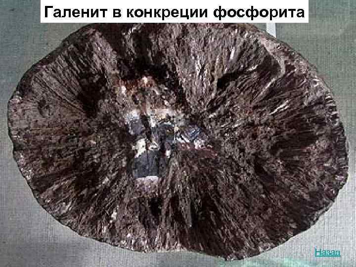 Галенит в конкреции фосфорита       Назад 