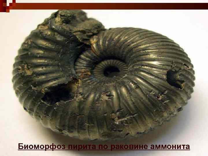 Биоморфоз пирита по раковине аммонита 