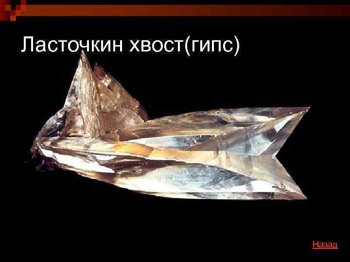 Ласточкин хвост(гипс)     Назад 