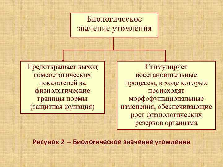     Биологическое   значение утомления  Предотвращает выход  
