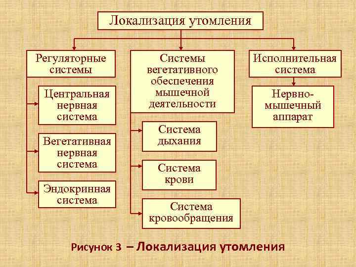     Локализация утомления Регуляторные  Системы   Исполнительная  системы