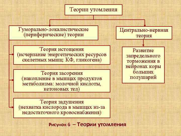     Теории утомления  Гуморально-локалистические   Центрально-нервная  (периферические) теории