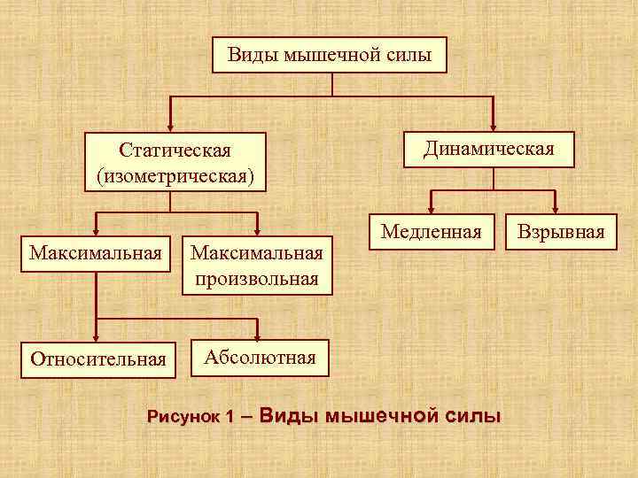    Виды мышечной силы  Статическая   Динамическая  (изометрическая)