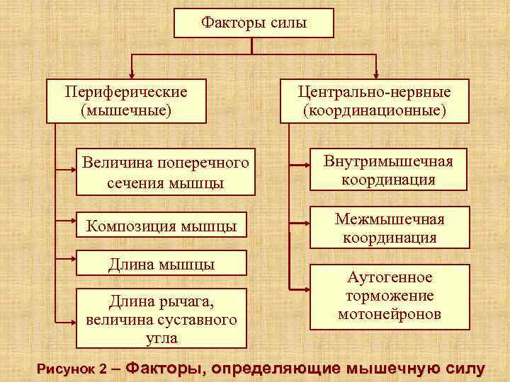     Факторы силы Периферические   Центрально-нервные  (мышечные)  