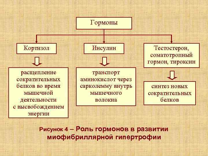     Гормоны Кортизол  Инсулин  Тестостерон,    соматотропный