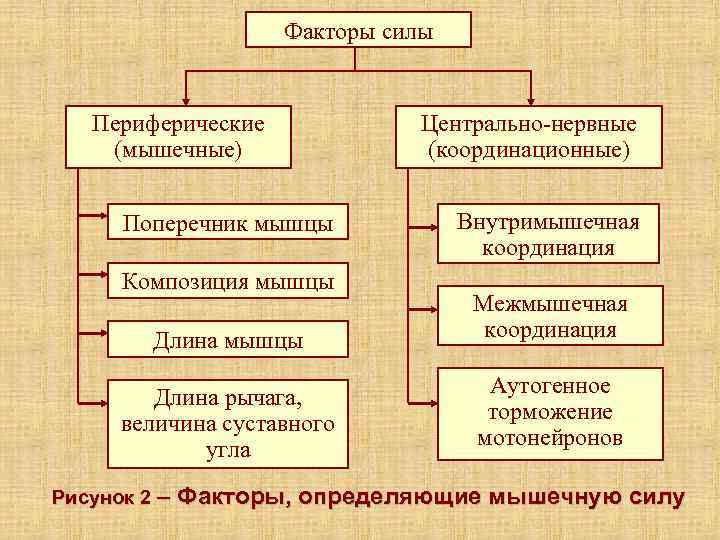     Факторы силы Периферические   Центрально-нервные  (мышечные)  