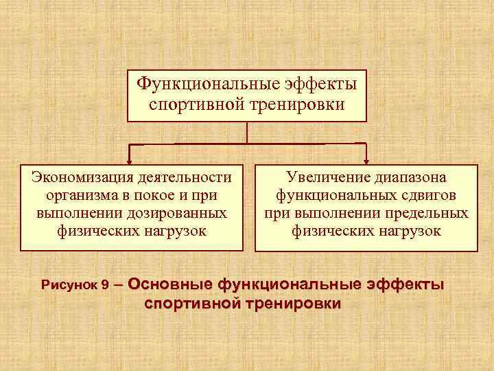    Функциональные эффекты    спортивной тренировки  Экономизация деятельности Увеличение
