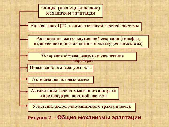  Общие (неспецифические)  механизмы адаптации Активизация ЦНС и симпатической нервной системы Активизация желез
