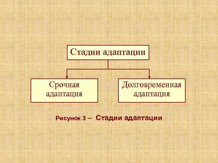  Стадии адаптации  Срочная   Долговременная адаптация  Рисунок 3 – 