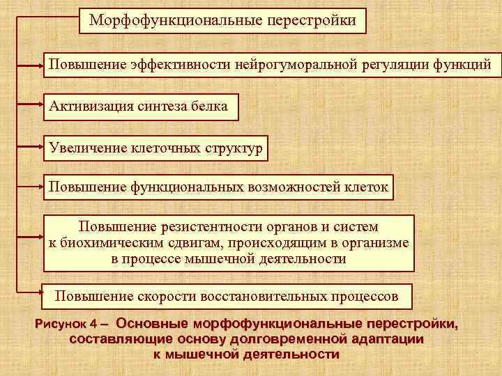  Морфофункциональные перестройки  Повышение эффективности нейрогуморальной регуляции функций  Активизация синтеза белка 