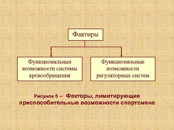    Факторы Функциональные возможности системы   возможности  кровообращения  регуляторных
