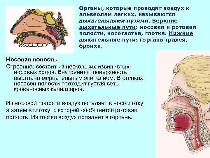      Органы, которые проводят воздух к    