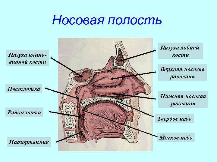     Носовая полость      Пазуха лобной Пазуха