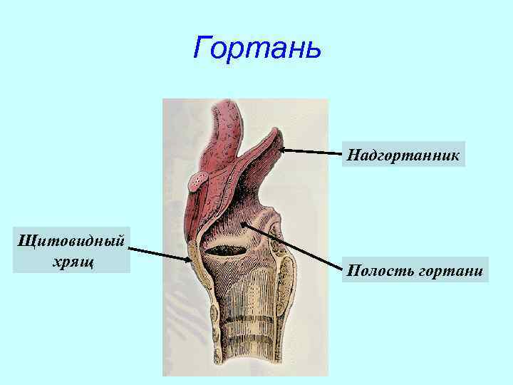    Гортань     Надгортанник Щитовидный  хрящ  