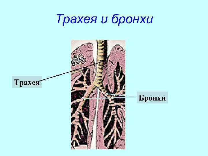    Трахея и бронхи  Трахея     Бронхи 