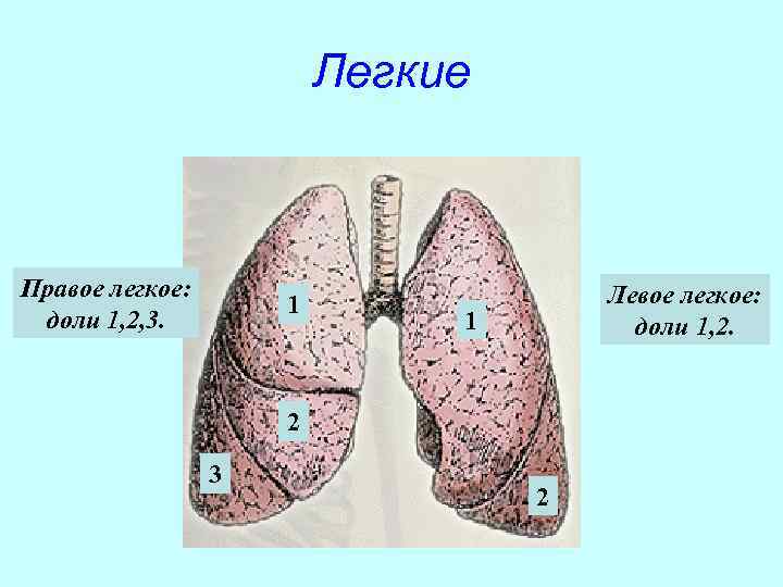      Легкие  Правое легкое:     Левое
