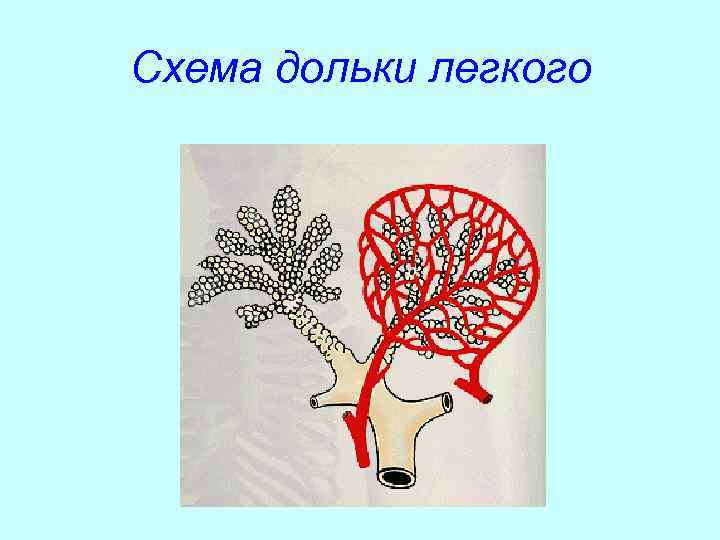 Схема дольки легкого 