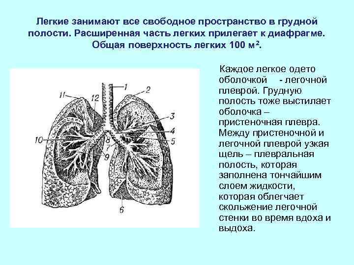  Легкие занимают все свободное пространство в грудной полости. Расширенная часть легких прилегает к