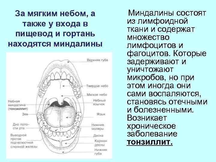  За мягким небом, а  Миндалины состоят  также у входа в 