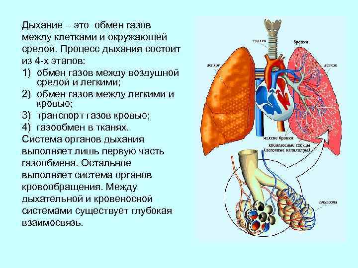 Внешнее легочное дыхание. Дыхательная система конспект 8 класс. Дыхание это обмен газов между. Дыхательная система состоит из. Процесс дыхания.
