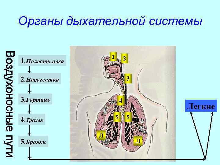 Органы дыхательной системы    1  2 1. Полость носа 2. Носоглотка