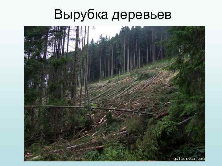Вырубка деревьев 