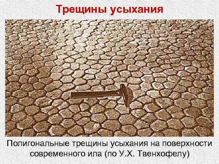    Трещины усыхания возникают на поверхности тонкозернистого осадка из-за сокращения его объема