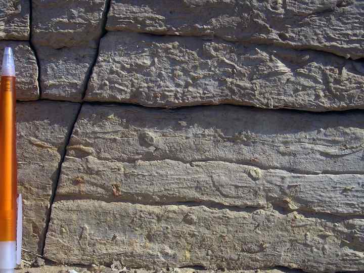   Следы ползания, норки  зарывающихся организмов В сечении поперек слоя часто встречаются