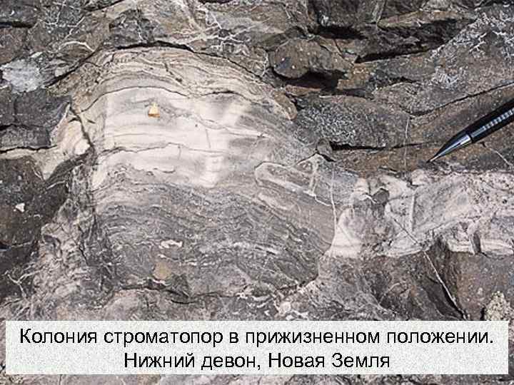    Колонии организмов Колонии многих колониальных организмов     