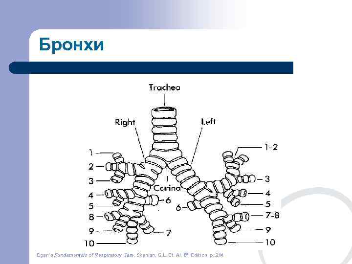 Бронхи Egan’s Fundamentals of Respiratory Care, Scanlan, C. L. Et. Al. 6 th Edition,