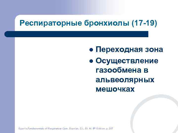 Респираторные бронхиолы (17 -19)      l Переходная зона  