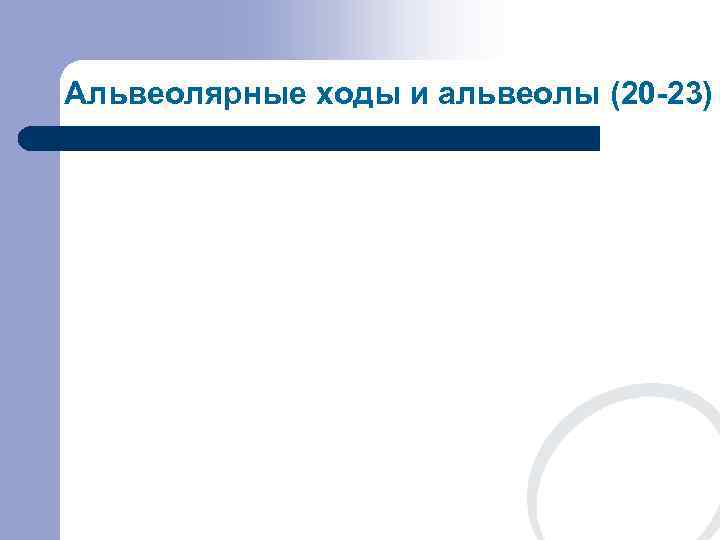 Альвеолярные ходы и альвеолы (20 -23) 