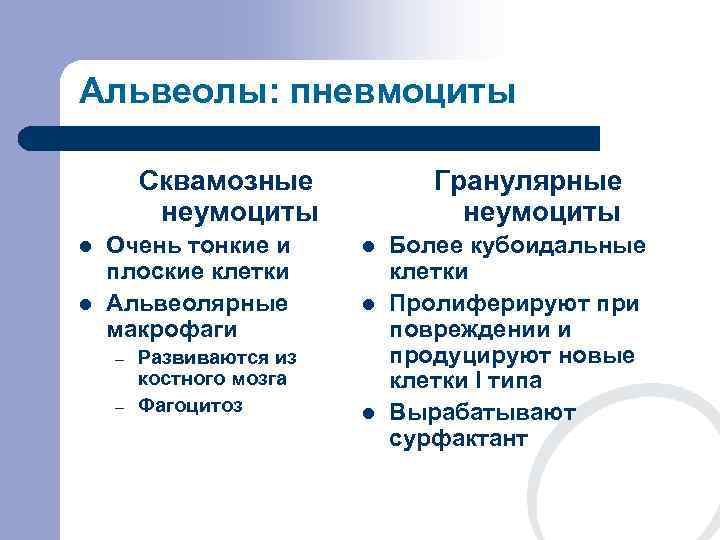 Альвеолы: пневмоциты   Сквамозные   Гранулярные   неумоциты l  Очень
