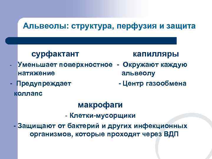  Альвеолы: структура, перфузия и защита  сурфактант    капилляры - Уменьшает