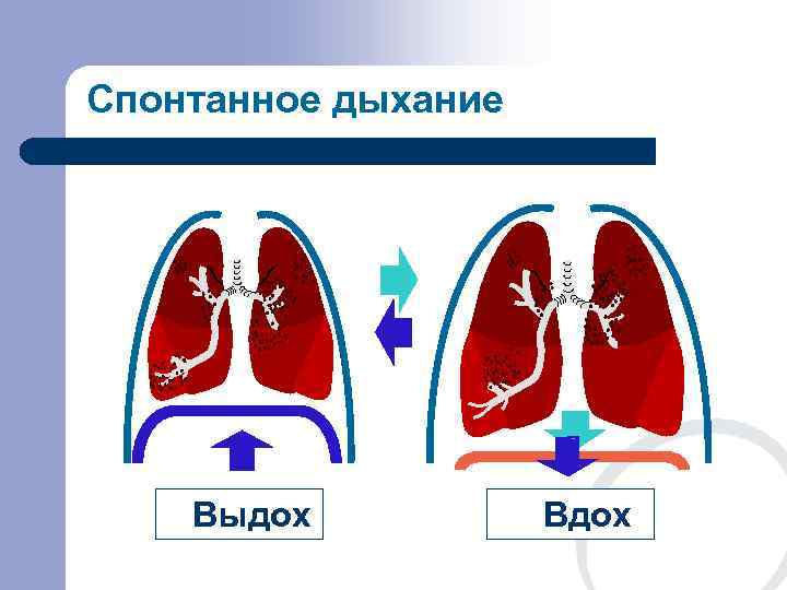 Спонтанное дыхание   Выдох  Вдох 